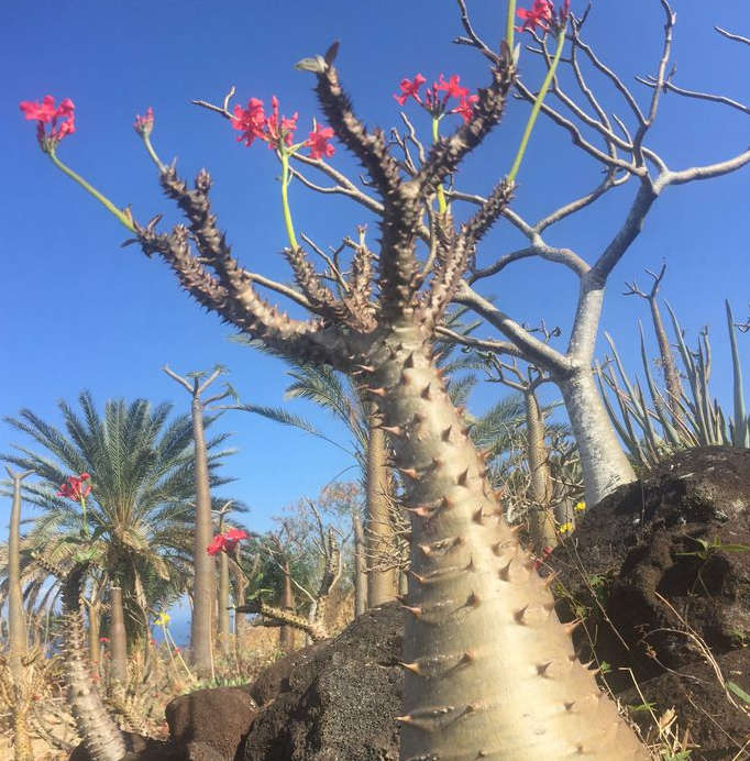 Other Business Farming Industry Pachypodium Baronii Var Windsorii