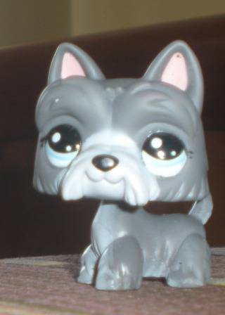 lps schnauzer