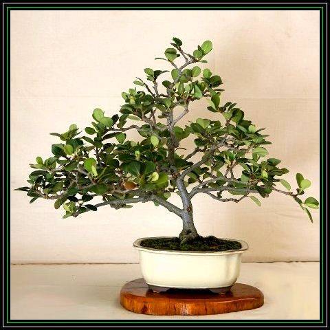 Seeds - 50 Rhaphiolepis indica - Indian Hawthorn Bonsai Seeds + Free