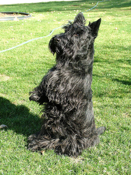 Dogs Scottish terriers for sale was listed for R2,500.00 on 27 Sep at 1002 by twoplease in