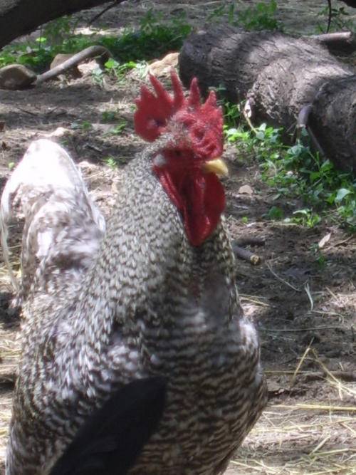 Birds Potch Koekoek Chickens was sold for R10.00 on 11 Feb at 1701