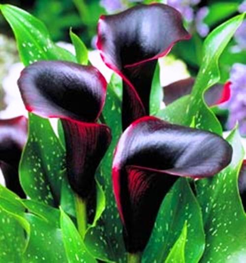 Other Gardening Plants Black Arum Lily Seeds Black Star Was Sold For R On Feb At