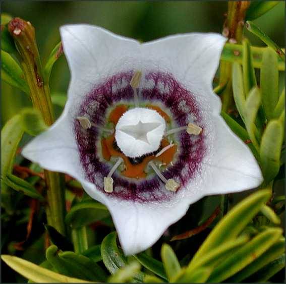 Seeds Codonopsis Clematidea Asian Bellflower