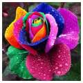 5D DIY Full Drill Diamond Painting Colorful Flower Cross Stitch Embroidery