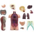 4D Master Human Anatomy - Human Torso Model