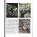 Everyone's Guide to Sea Fishes of Southern Africa - van der Elst, Rudy & King, Dennis