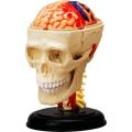 4D Master Human Anatomy - Cranial Nerve Skull