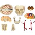 4D Master Human Anatomy - Cranial Nerve Skull