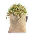 MicroGarden Sprout Bag & Brown Lentil Seeds 50g - 2 Pack