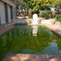 Treatment for green pools upto 80 000L  (4 normal visits)
