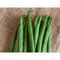 SVGG1312 Bush Bean Seeds (Prices From)