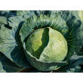 Powerslam F1 Hybrid Cabbage (Prices From)