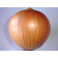 Akamaru Short Day Brown Onion Seeds (Prices From)