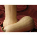 Atlas Butternut Squash Seeds (Prices From)