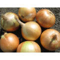 Ayoba Intermediate Onion Seeds (Prices From)