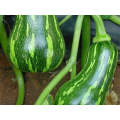 Barbara Butternut - Tropical Squash Seeds (Prices From)