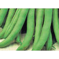 Wintergreen Bush Bean Seeds (Prices From)