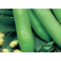 Aquadulce Broad Beans Seeds (Prices From)