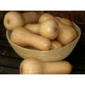Cosmos Butternut Squash Seeds (Prices From)