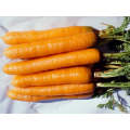 Cape Market Carrot (Prices From)