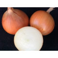Capricorn Onion Seeds (Prices From)