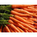 Chantenay Karoo Carrot Seeds (Prices From)