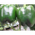 Cherokee Sweet Blocky Red Pepper Seeds (Prices From)