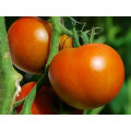 Commander Determinate - Salad Tomato Seeds (Prices From)