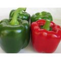 Double Up Sweet Blocky Red Pepper Seeds (Prices From)