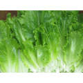 Dark Crunch Green Batavia Lettuce (Price From)