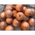 Duster Short Day Brown Onion Seeds (Prices From)