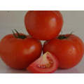 Esty Indeterminate - Salad Tomato Seeds (Prices From)