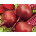 Early Wonder Round Red Beet Seeds (Prices From)