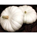 Flat White Boer Ford Pumpkin Seeds (Prices From)
