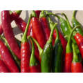 Fury Hot Pepper Seeds (Prices From)