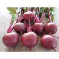 Falcon F1 Round Red Beet Seeds (Prices From)