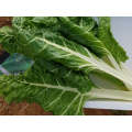 Fordhook Giant White Stem Swiss Chard Seeds (Prices From)