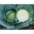 Green Boy White Round - Medium Cabbage Seeds