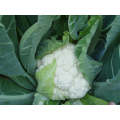 Incline Medium Cauliflower Seeds (Prices From)