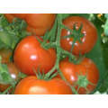 Inga Indeterminate - Salad Tomato Seeds (Prices From)