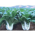 Joi Choi Pak Choi Seeds (Prices From)