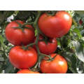 Kennedy Indeterminate - Salad Tomato Seeds (Prices From)