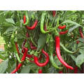 Long Slim Cayenne Hot Pepper Seeds (Prices From)