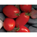 Mariana Determinate - Saladette Tomato Seeds (Prices From)