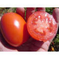 Mion Determinate - Saladette Tomato Seeds (Prices From)