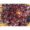 Maira Red Oak Lettuce Seeds 100g