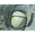 Matador White Round - Late Cabbage Seeds (Prices From)