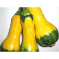 Meteor Butternut - Tropical Squash Seeds 1000s