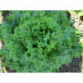 Milena Green Batavia Lettuce Seeds 100g