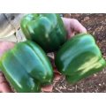 Momentum Sweet Blocky Red Pepper Seeds (Prices From)